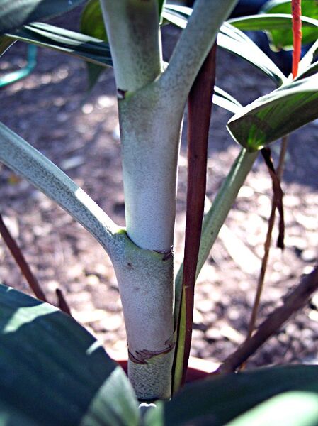 File:Chamaedorea adscendens04.jpg
