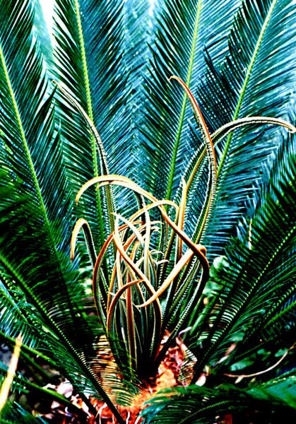 File:Cycas taitungensis.jpg