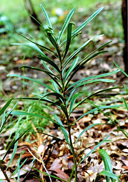 File:Macrozamia fawcettii11.jpg