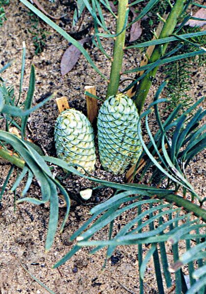 File:Macrozamia glaucophylla07.jpg