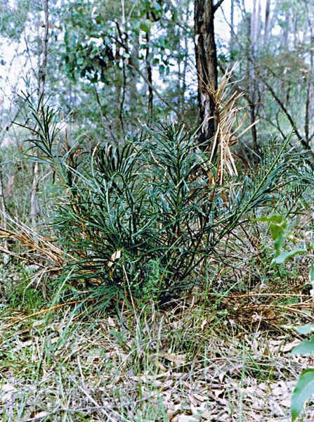 File:Macrozamia plurinervia03.jpg