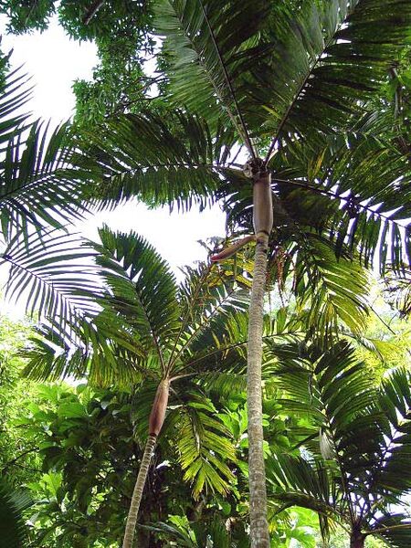 File:Pinanga maculata03.jpg