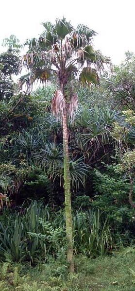 File:Pritchardia remota.jpg