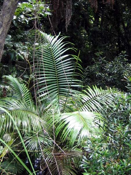File:Archontophoenix myolensis05.jpg