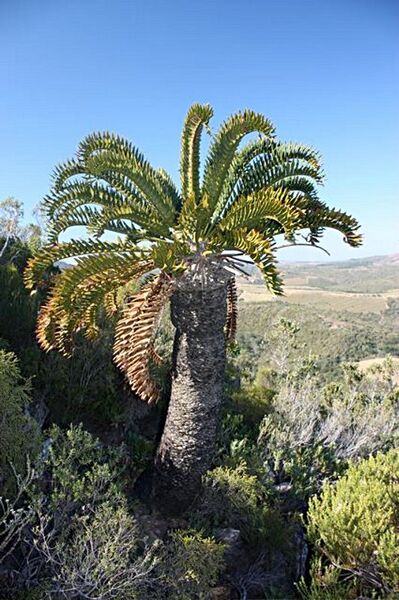 File:Encephalartos latifrons.jpg