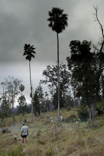File:Pritchardia schattaueri.jpg