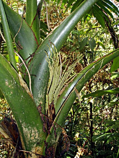 File:Cyphosperma trichospadix02.jpg
