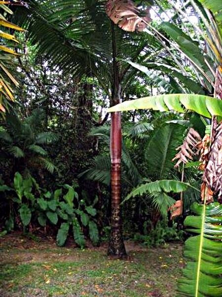 File:Lemurophoenix halleuxii.jpg