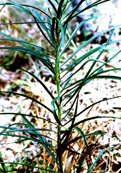 File:Macrozamia fawcettii02.jpg