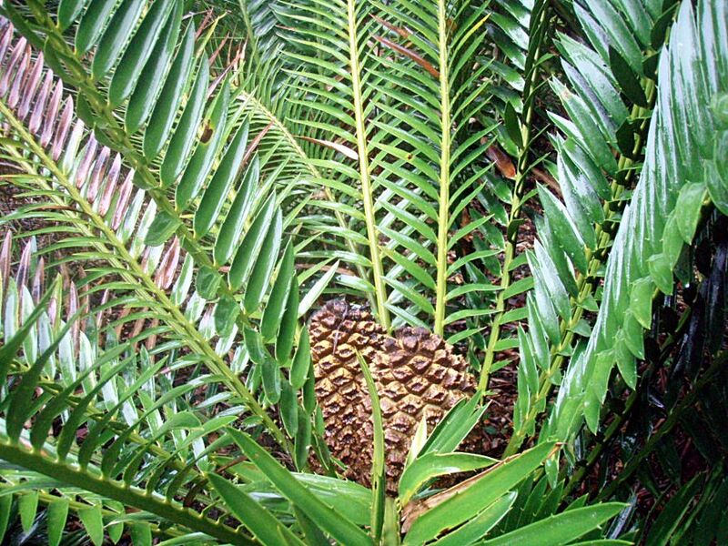 File:Encephalartos msinganus.jpg