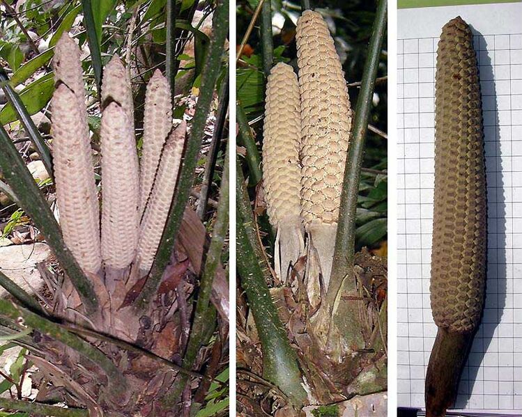 File:Zamia fairchildiana04.jpg