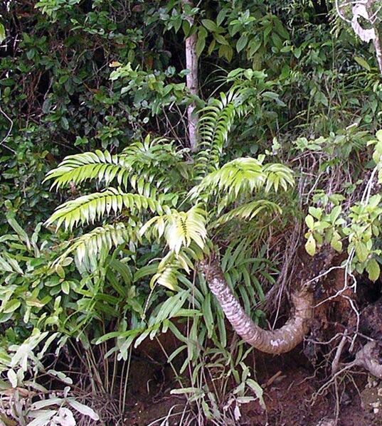 File:Zamia fairchildiana.jpg