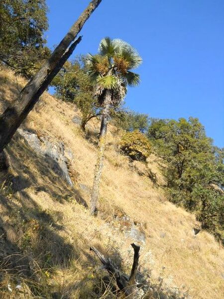 File:Trachycarpus takil.jpg