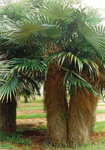 File:Coccothrinax crinitaL-01.jpg