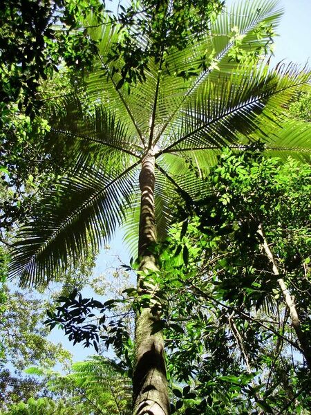 File:Archontophoenix purpurea02.jpg