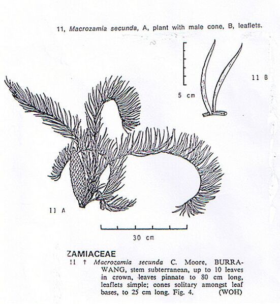 File:Macrozamia secunda11.jpg