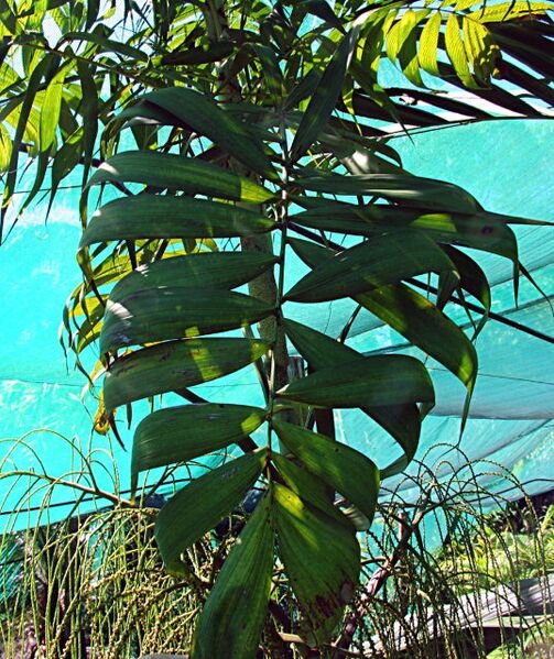 File:Dypsis linearis02.jpg