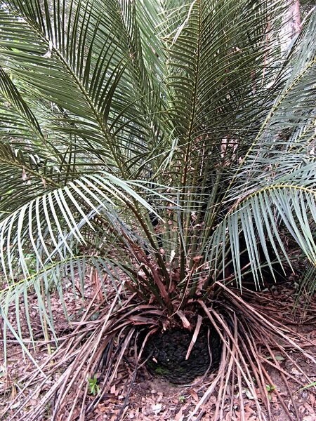File:Macrozamia montana07.jpg