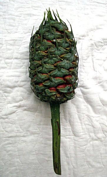 File:Macrozamia montana15.jpg