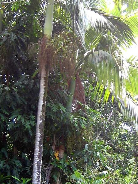 File:Archontophoenix myolensis03.jpg