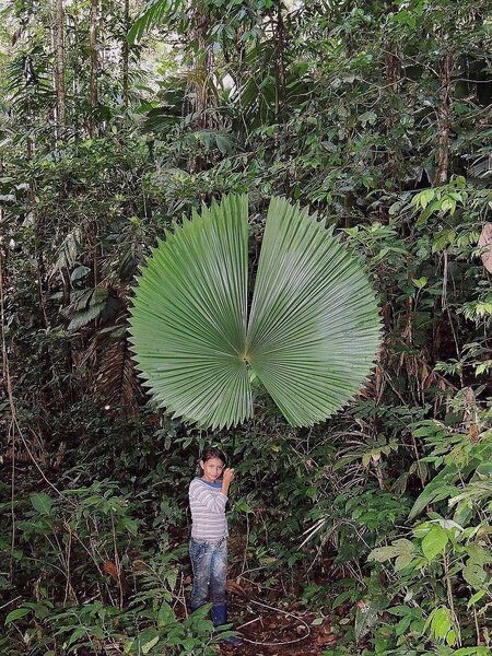 File:Sabinaria magnifica05.jpg