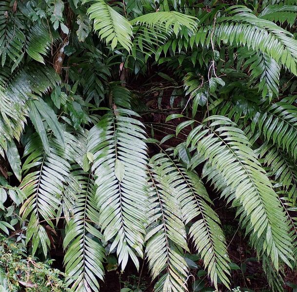 File:Zamia fairchildiana06.jpg