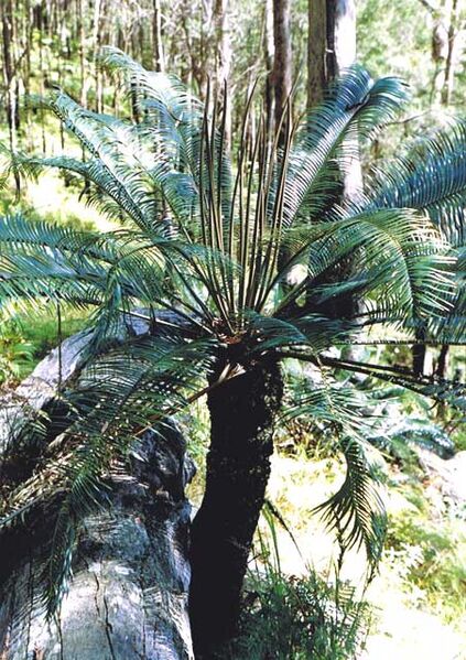 File:Lepidozamia peroffskyana10.jpg