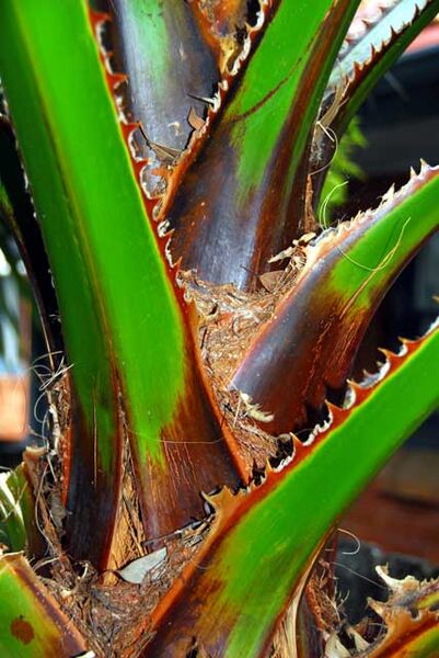 File:Washingtonia robusta03.jpg