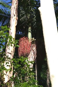 Figure 6. A. cunninghamiana with seeds