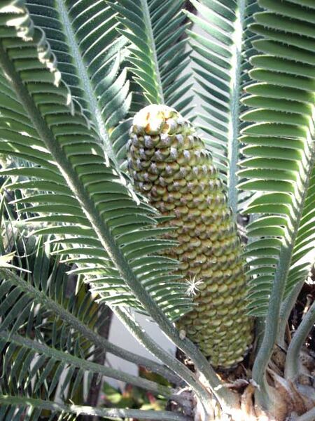 File:Dioon merolae02.jpg
