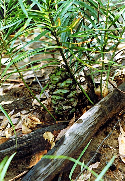 File:Macrozamia fawcettii14.jpg